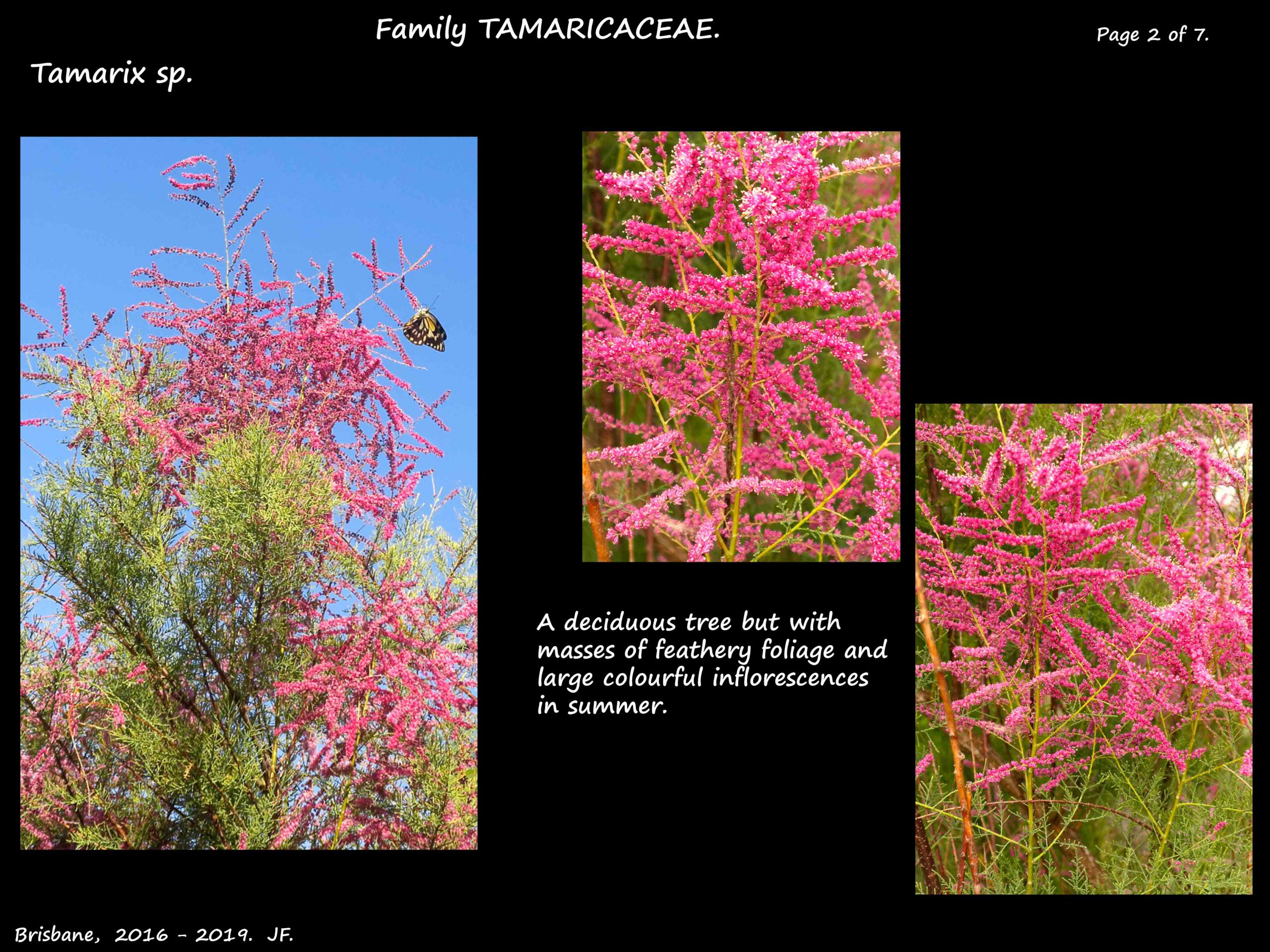 3 Tamarix flowering